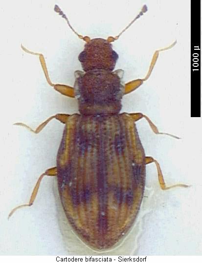 cartodere_bifasciata_hab.jpg