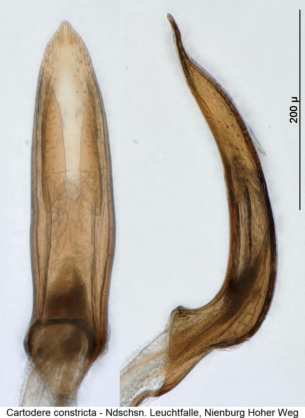 cartodere_constricta.jpg