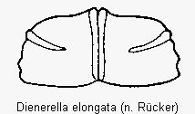cartodere_elongata_fld.gif