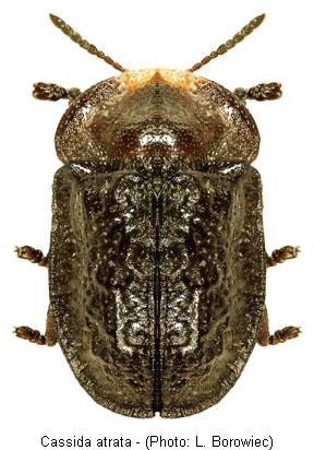 cassida_atrata.jpg