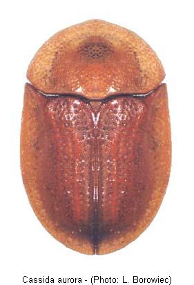 cassida_aurora.jpg