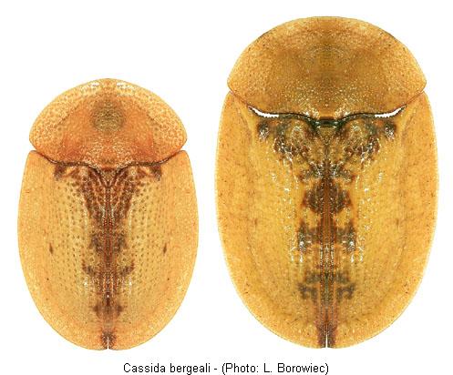 cassida_bergeali.jpg