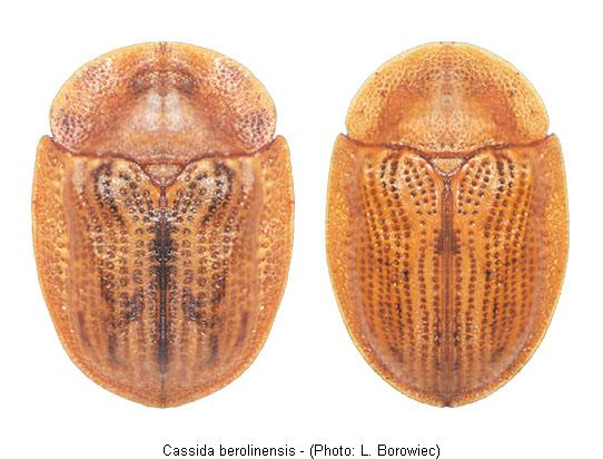 cassida_berolinensis.jpg
