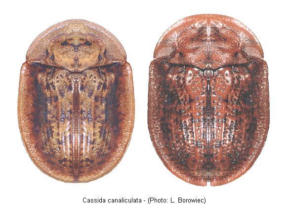 cassida_canaliculata.jpg