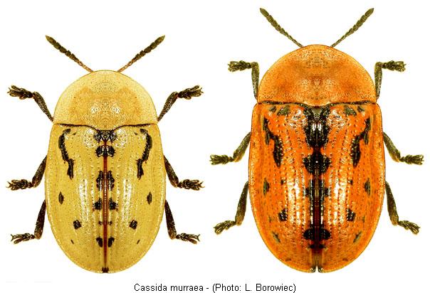 cassida_murraea.jpg