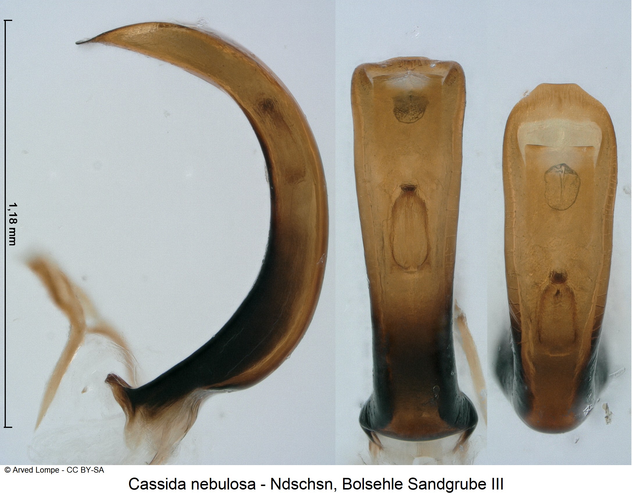 cassida_nebulosa_ck32060414.jpg
