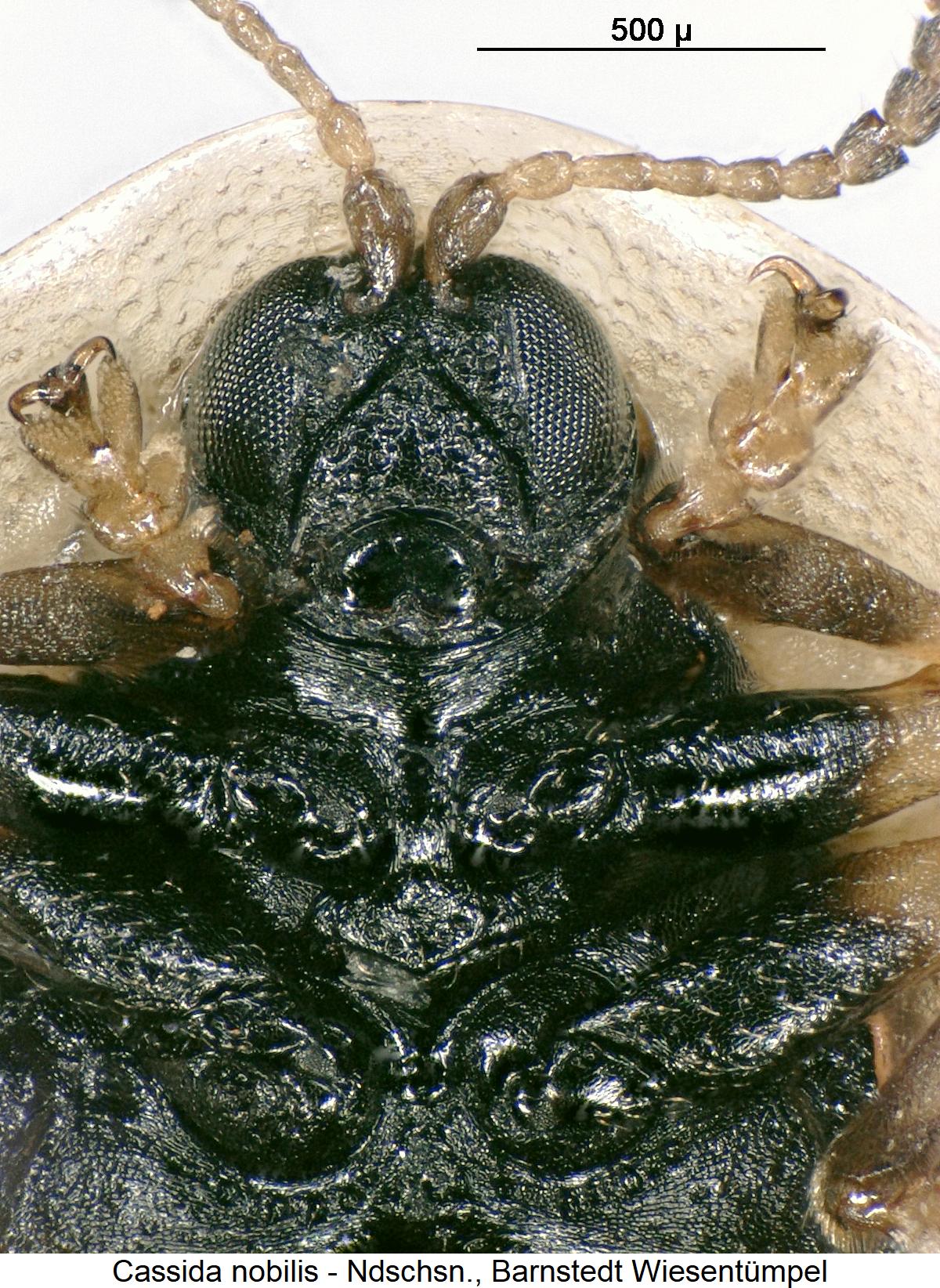 cassida_nobilis_us.jpg