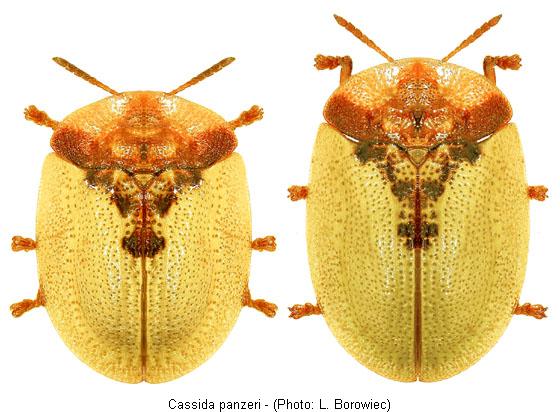 cassida_panzeri.jpg