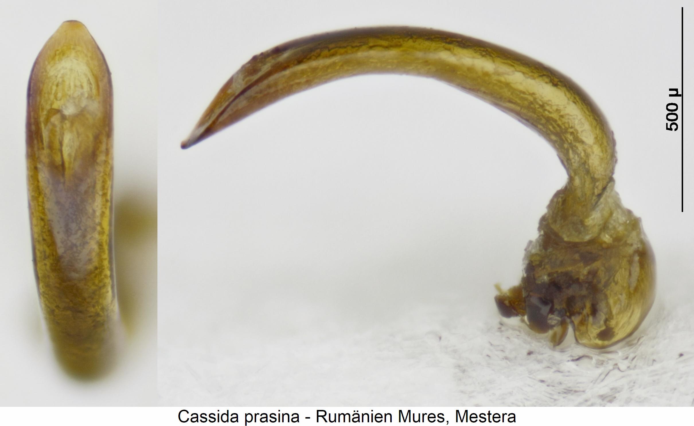 cassida_prasina.jpg