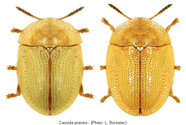 cassida_prasina_hab.jpg