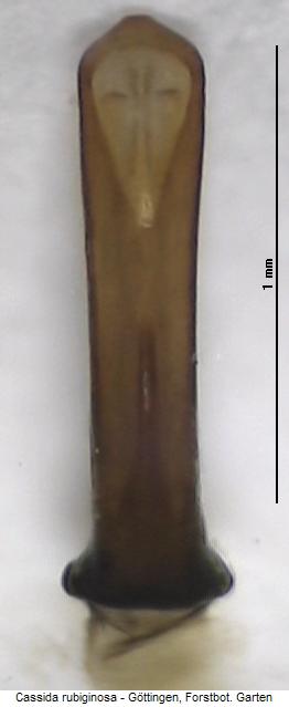 cassida_rubiginosa.jpg