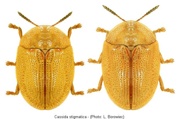 cassida_stigmatica.jpg