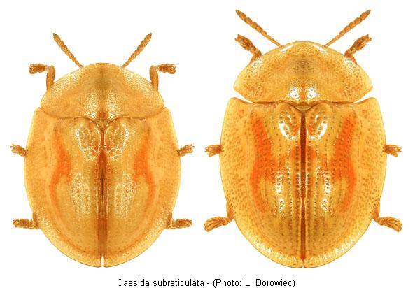 cassida_subreticulata1.jpg