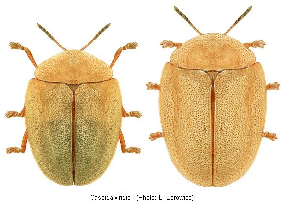 cassida_viridis.jpg