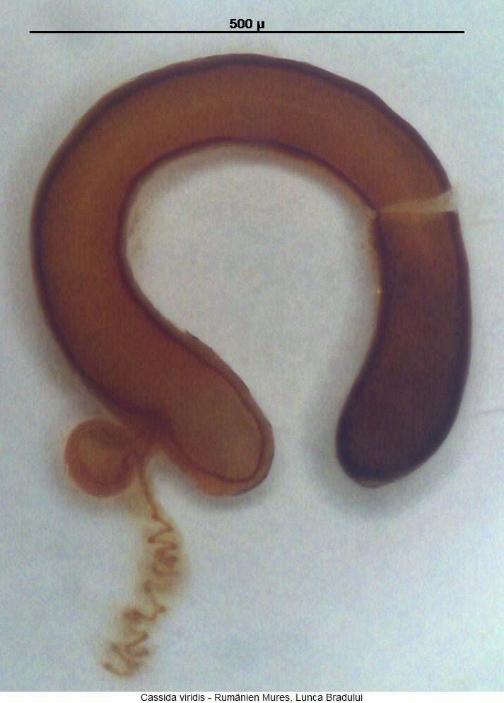 cassida_viridis_sperm.jpg