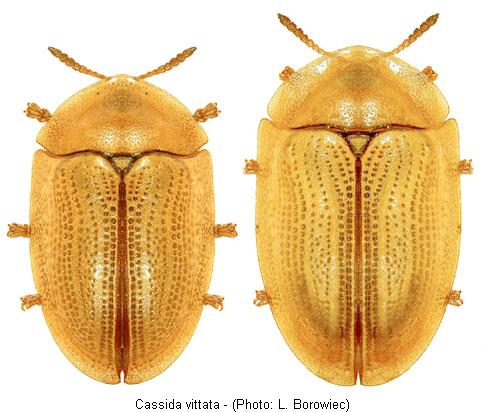 cassida_vittata1.jpg
