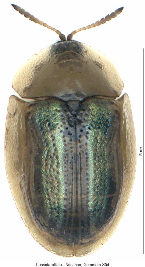 cassida_vittata_hab.jpg