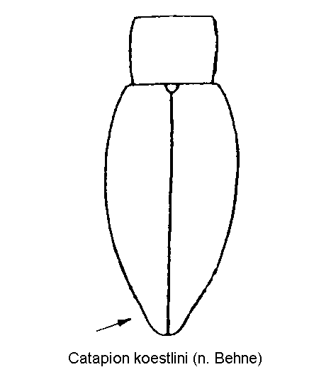 catapion_koestlini_fld.gif