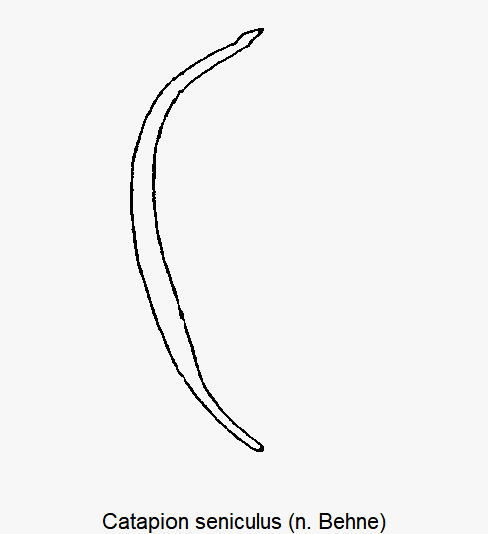 catapion_seniculus.gif