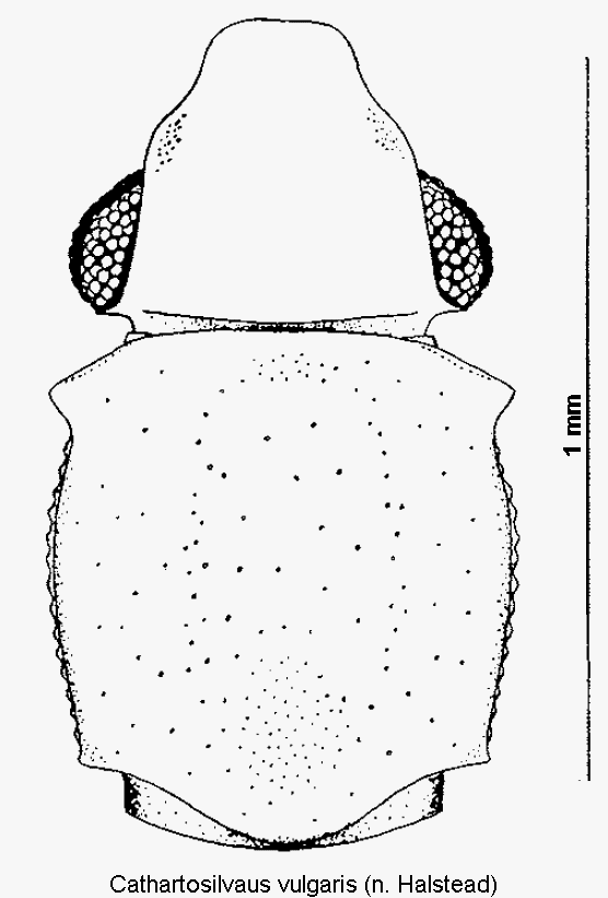 cathartosilvaus_vulgaris_vk.gif