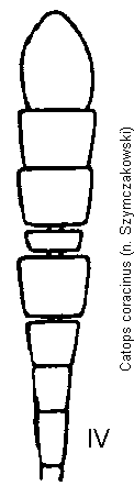 catops_coracinus_f.gif