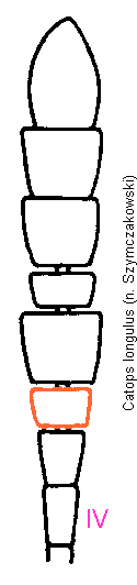 catops_longulus_f.gif
