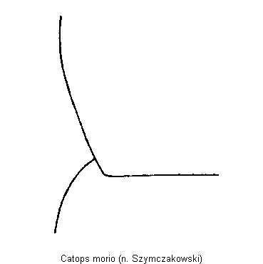 catops_morio_hsch.gif