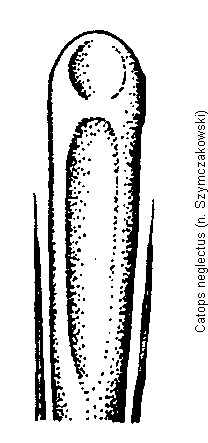 catops_neglectus.gif