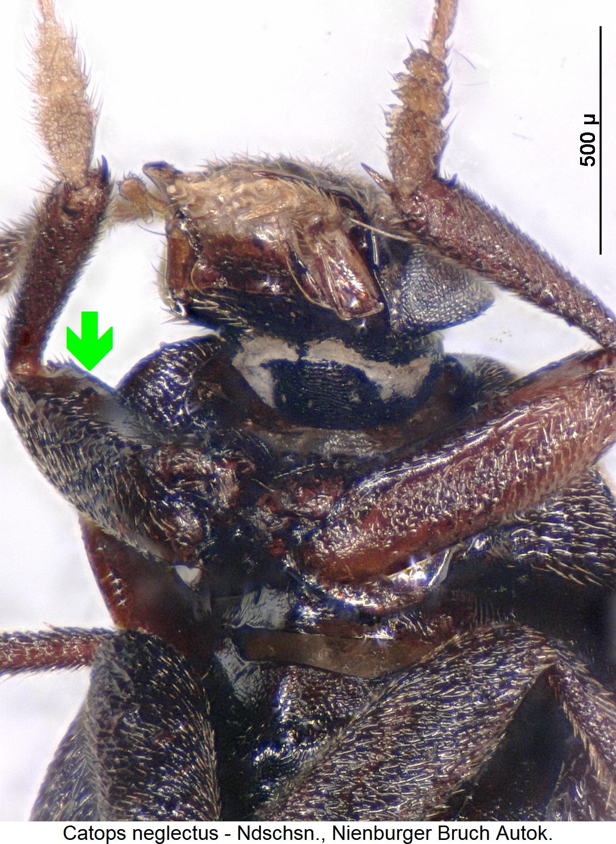 catops_neglectus_vschl.jpg
