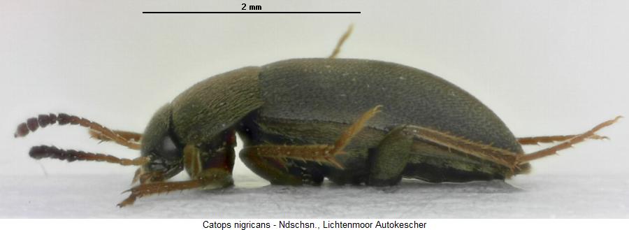 catops_nigricans_sa.jpg