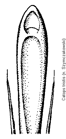 catops_tristis.gif
