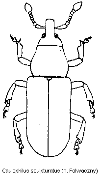 caulophilus_sculpturatus_hab.gif
