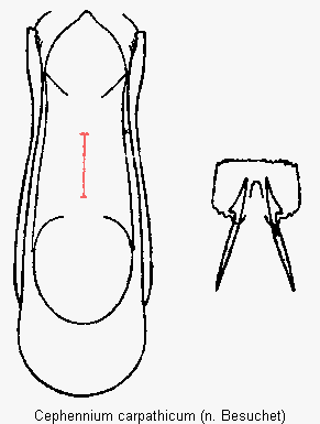 cephennium_carpathicum.gif