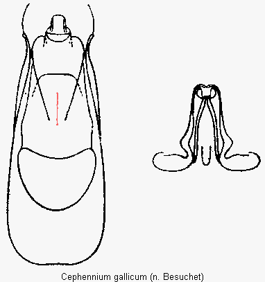 cephennium_gallicum.gif