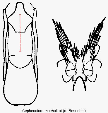 cephennium_machulkai.gif
