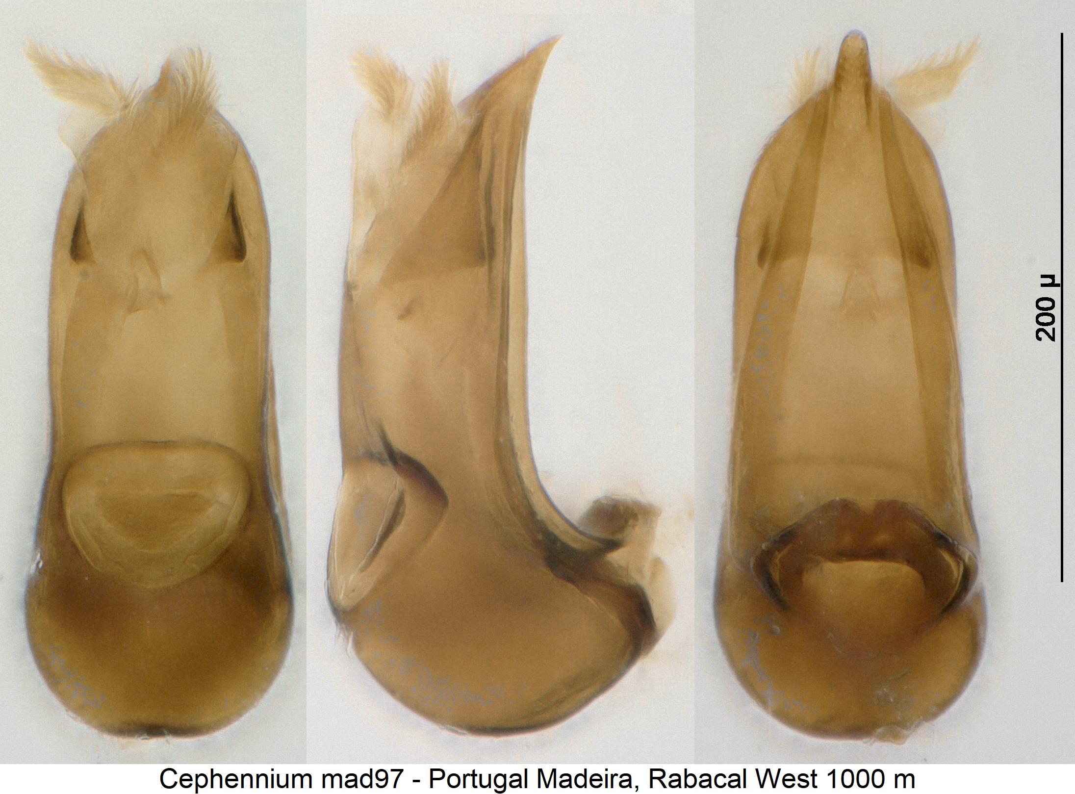 cephennium_mad97.jpg