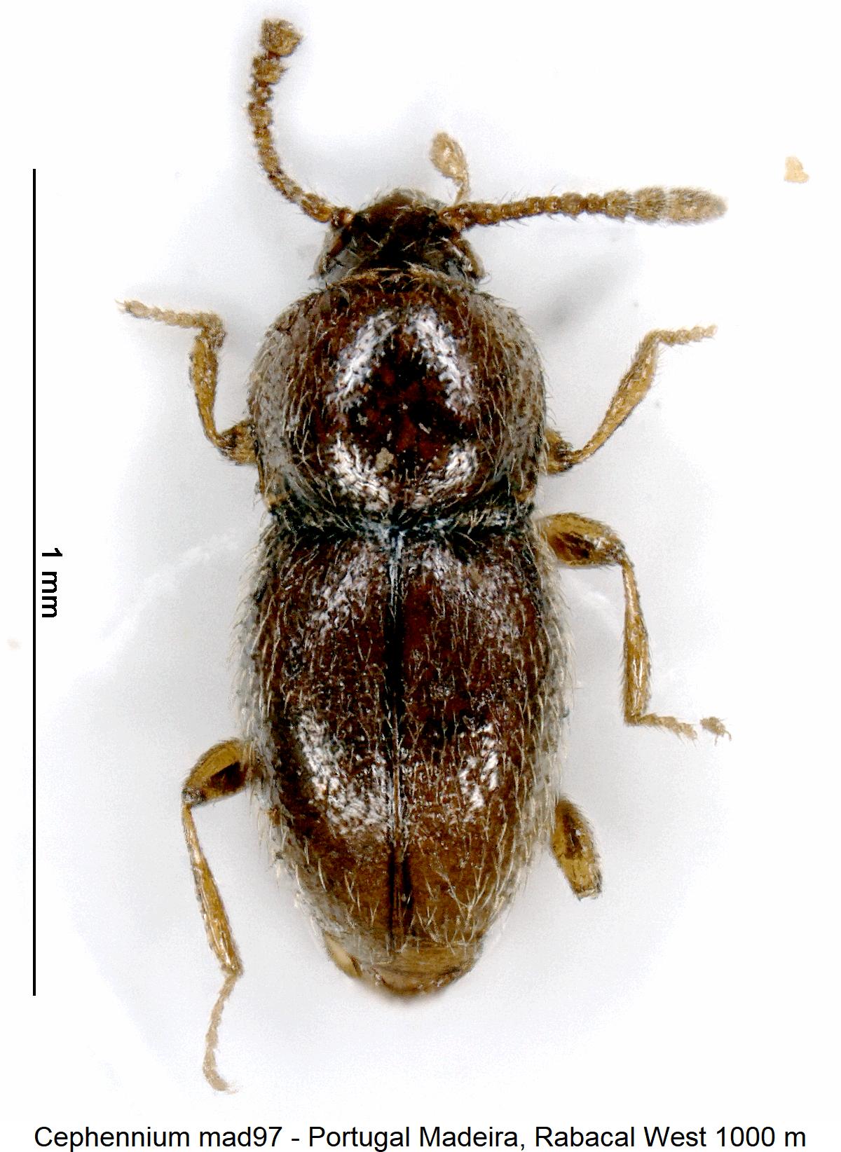 cephennium_mad97_hab.jpg