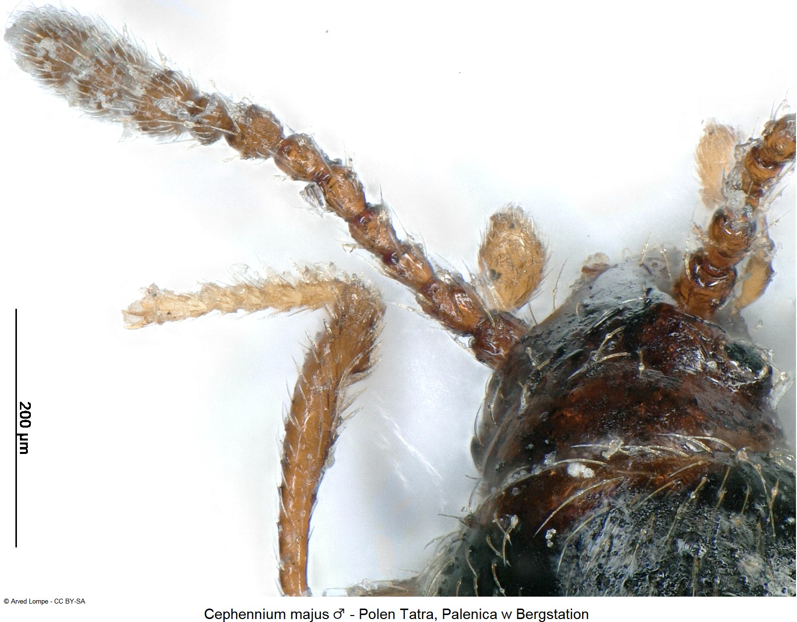 cephennium_majus_m_ck34541700_vschn.jpg