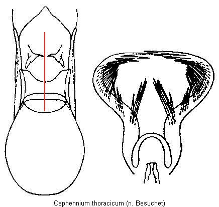 cephennium_thoracicum.gif