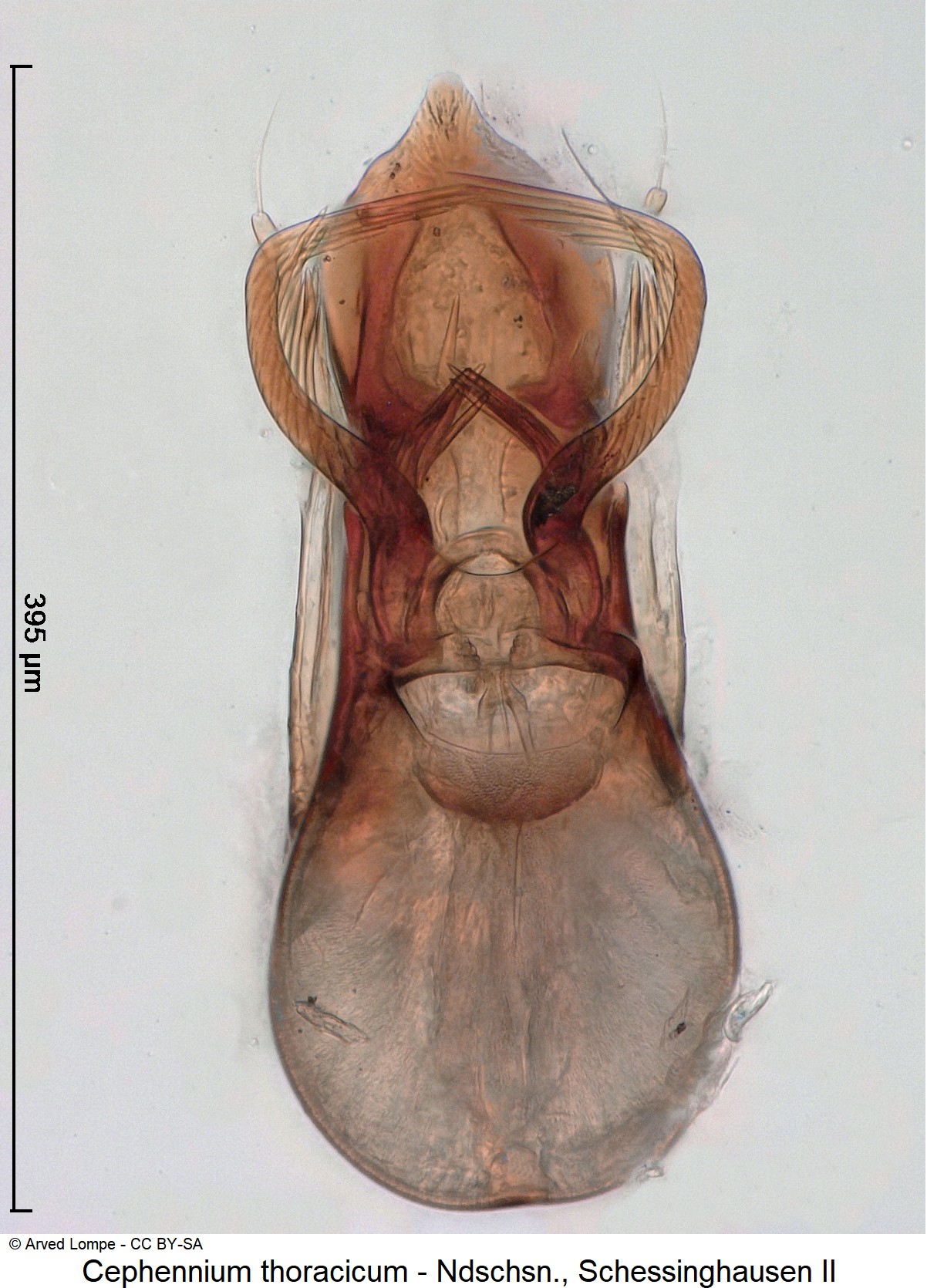 cephennium_thoracicum_ck3936.jpg