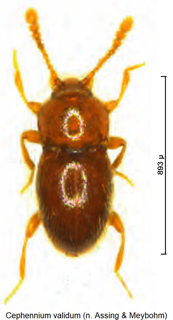 cephennium_validum_hab.jpg