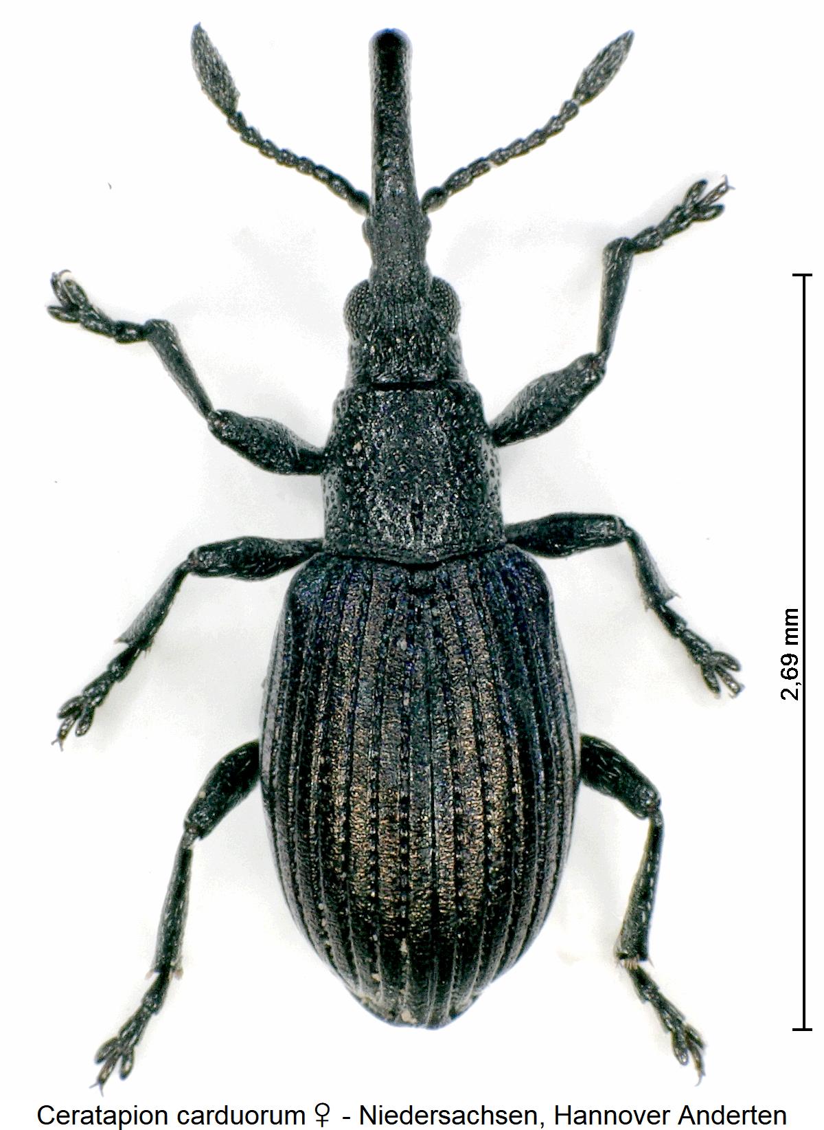 ceratapion_carduorum_w_hab.jpg