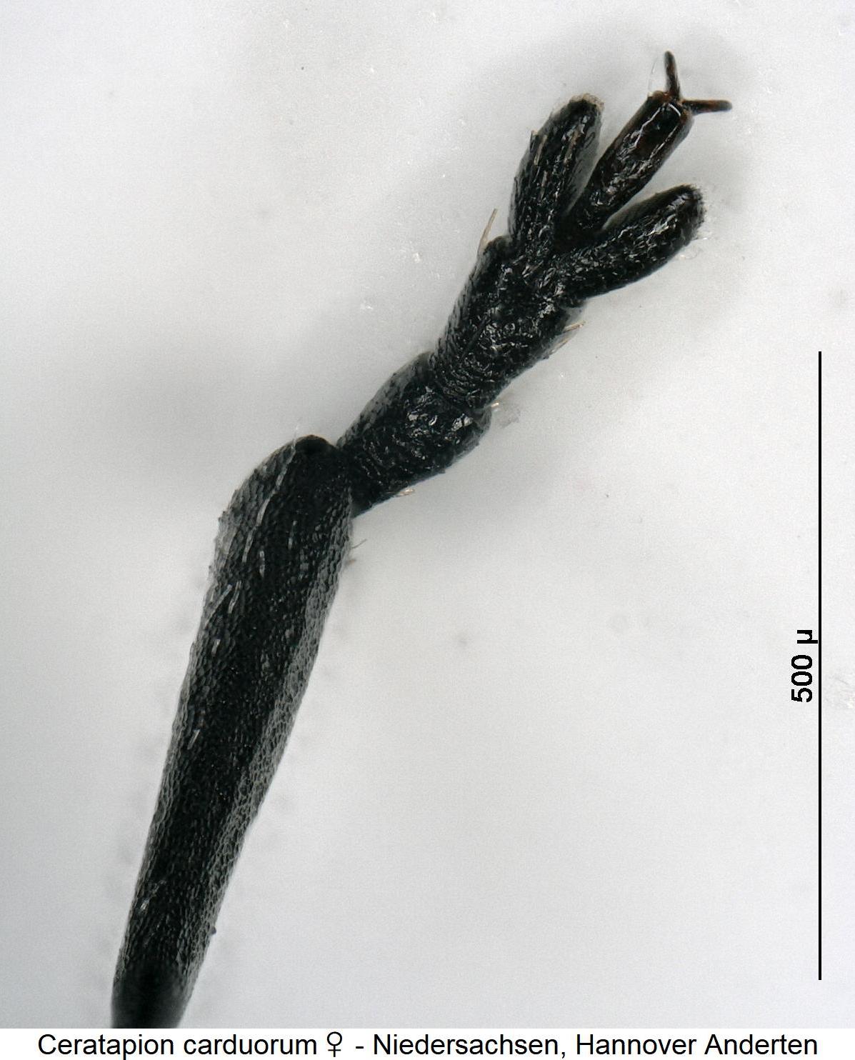 ceratapion_carduorum_w_vtr.jpg