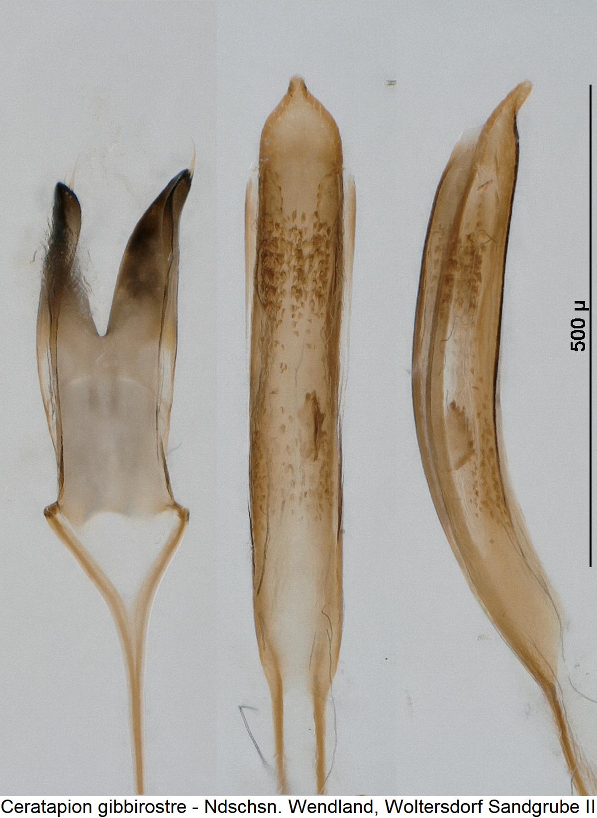 ceratapion_gibbirostre1.jpg