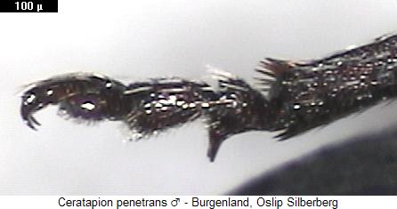 ceratapion_penetrans_htr.jpg