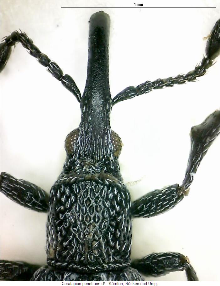 ceratapion_penetrans_vk.jpg