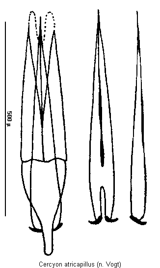 cercyon_atricapillus.gif