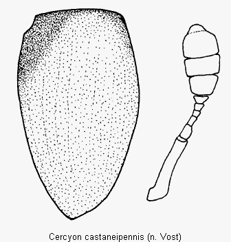 cercyon_castaneipennis_det.gif