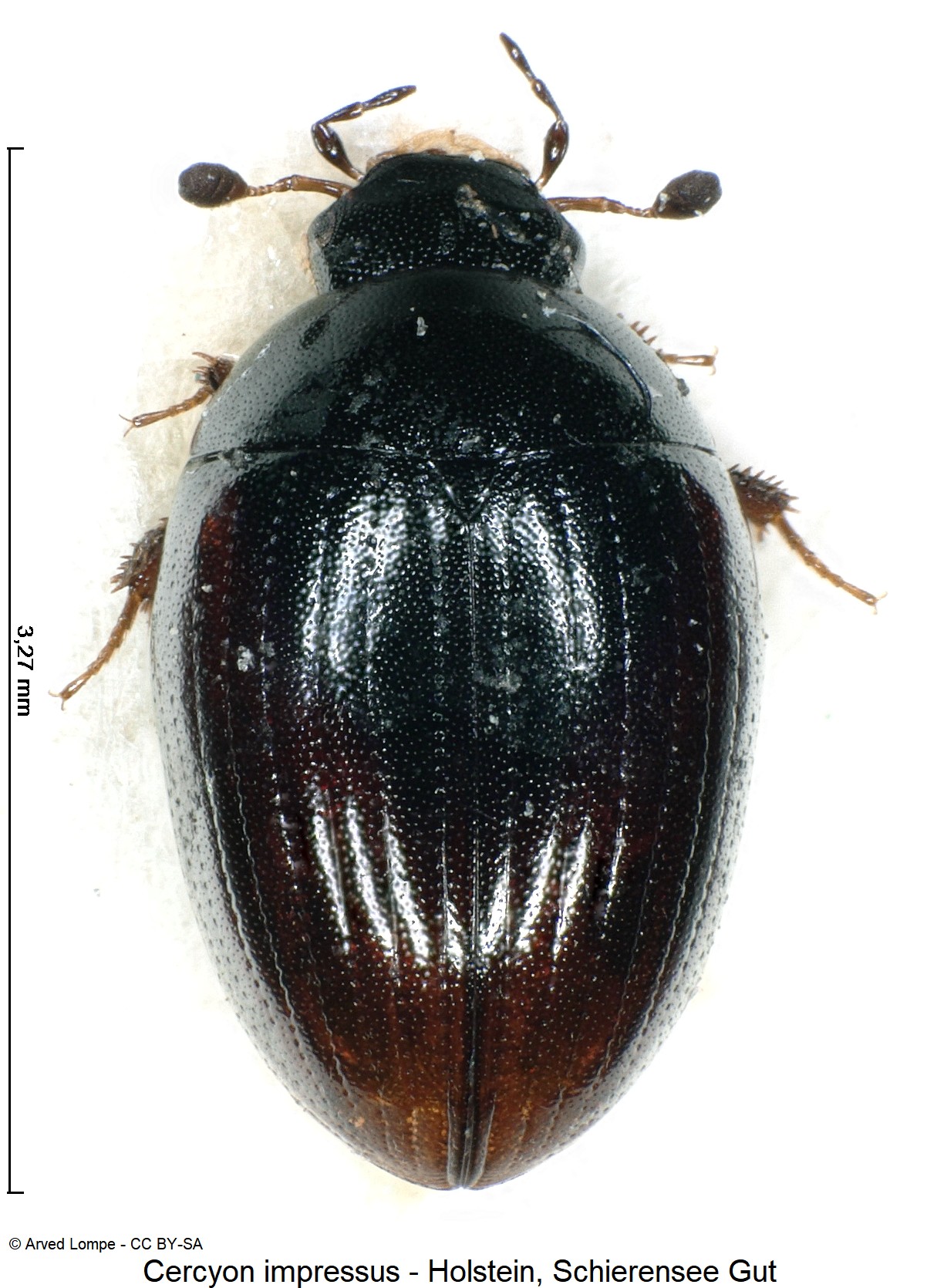 cercyon_impressus_ck3141_hab.jpg