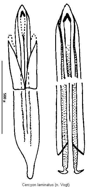 cercyon_laminatus.gif